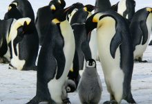 What is Google Penguin? How can you use it to boost your conversions?