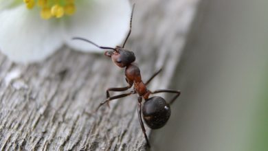 best ant killer