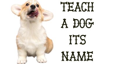 Dog Name train
