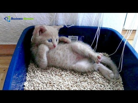 funny cat videos youtube