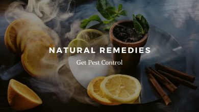Natural Remedies for Pest Control