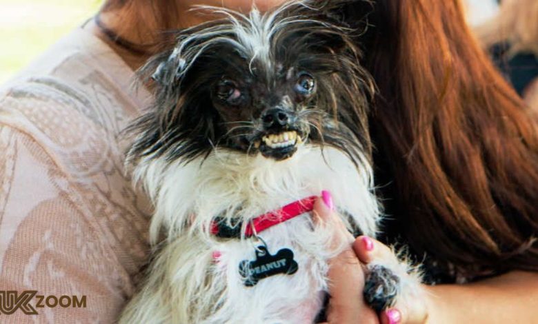 peanut the ugliest dog in the world