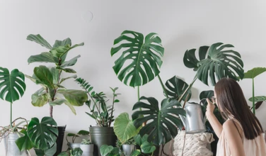 hanging plants online
